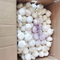 Shandong fresco blanco pelado a ajo